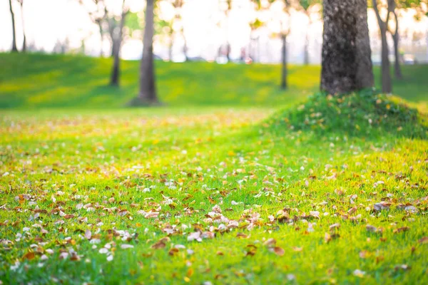 绿草和秋叶的自然质感 — 图库照片