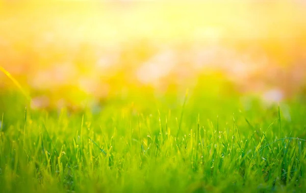 The natural texture of green grass