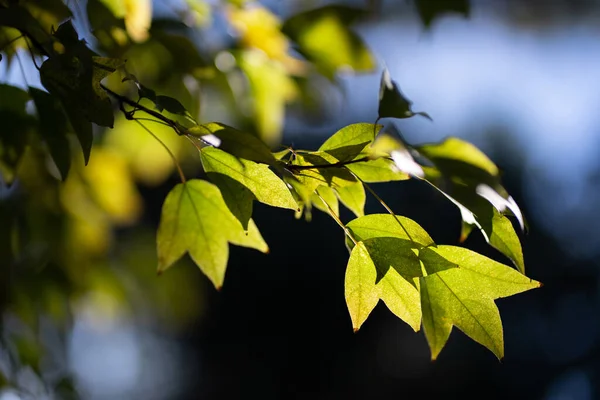 Consistenza Naturale Delle Foglie Colorate Luminose — Foto Stock