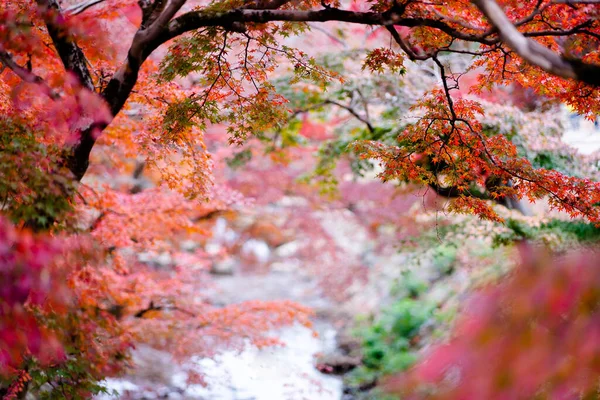 Texture Naturelle Des Feuilles Érable Colorées Momijigari Automne Japon Coucher — Photo
