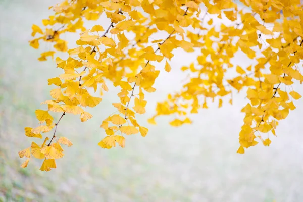 Consistenza Naturale Delle Foglie Colorate Luminose — Foto Stock