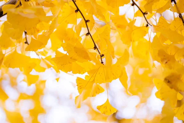 Den Naturliga Konsistensen Färgglada Ljusa Blad — Stockfoto