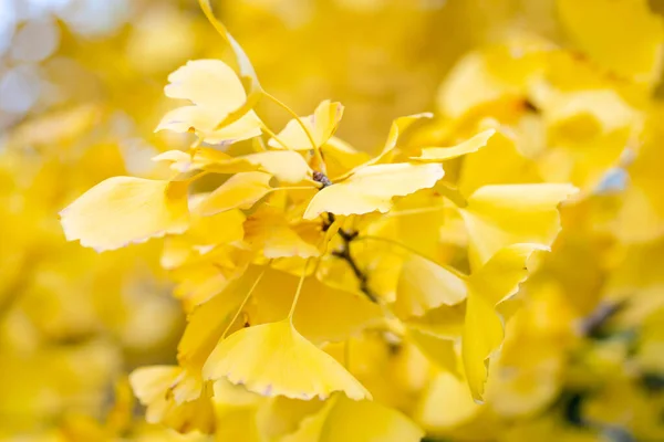 Consistenza Naturale Delle Foglie Colorate Luminose — Foto Stock