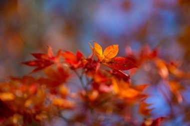 Japonya 'da sonbaharda renkli akçaağaç yapraklarının ya da Momijigari' nin doğal dokusu. Güneşin günbatımında dramatik sarı ve turuncu gökyüzü. Alanın resim derinliği.