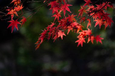 Japonya 'da sonbaharda renkli akçaağaç yapraklarının ya da Momijigari' nin doğal dokusu. Güneşin günbatımında dramatik sarı ve turuncu gökyüzü. Alanın resim derinliği.