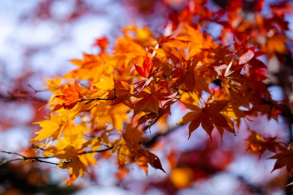 Естественная Текстура Красочных Кленовых Листьев Момиджигари Осенью Японии Светлый Закат — стоковое фото
