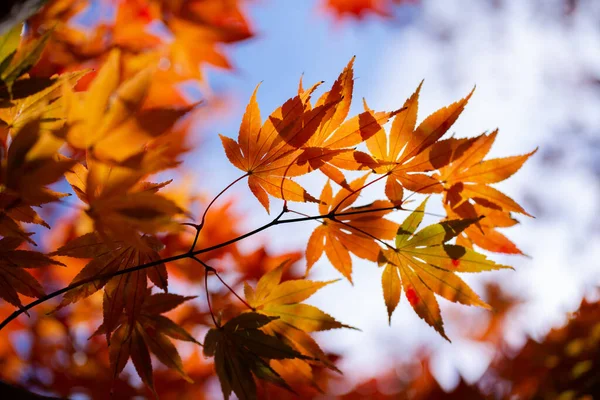Den Naturliga Konsistensen Färgglada Lönnlöv Eller Momijigari Hösten Japan Ljus — Stockfoto