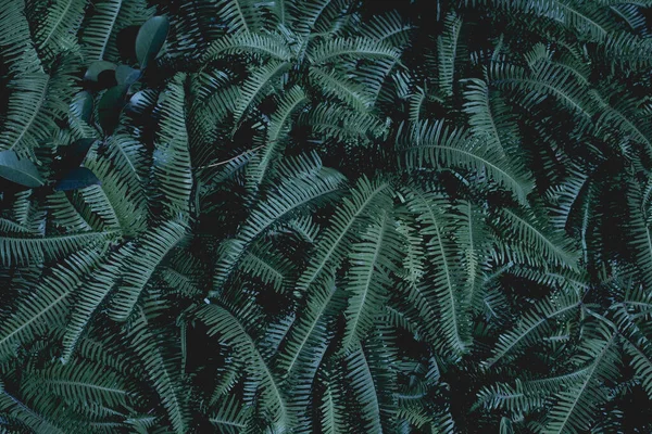 Natuurlijke Textuur Van Planten Bladeren — Stockfoto