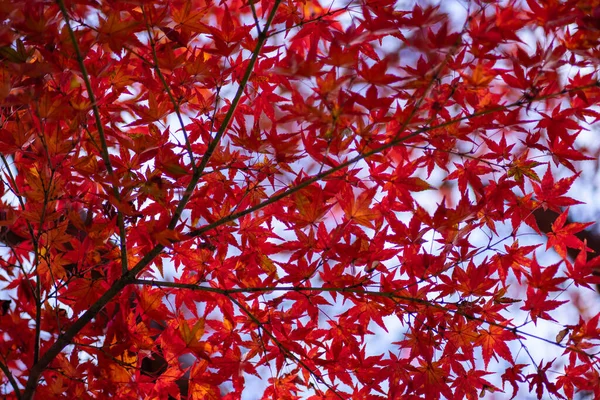 Die Natürliche Textur Bunter Ahornblätter Oder Momijigari Herbst Japan Leichter — Stockfoto