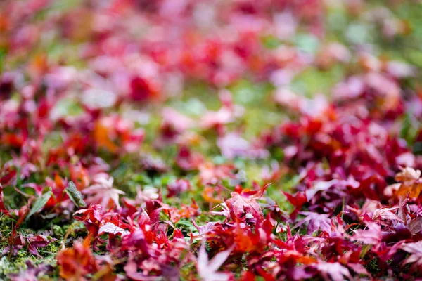 Естественная Текстура Цветных Листьев Клена Осенью Падает Землю Момиджигари Осенью — стоковое фото