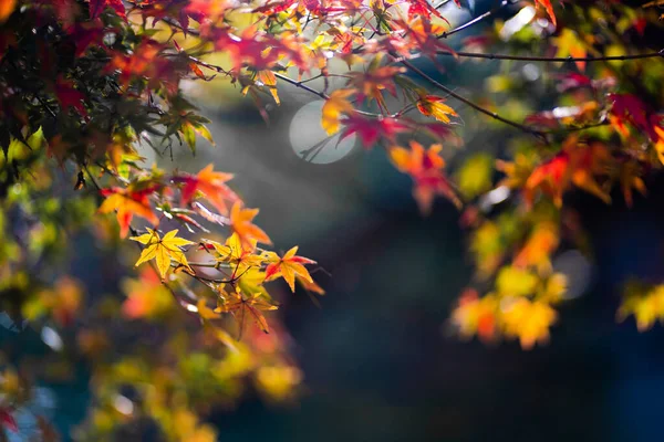 Textura Natural Hojas Arce Colores Momijigari Otoño Japón Atardecer Ligero — Foto de Stock