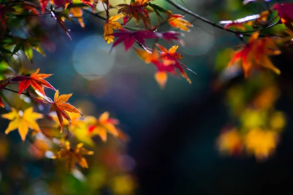 Естественная Текстура Красочных Кленовых Листьев Момиджигари Осенью Японии Светлый Закат — стоковое фото