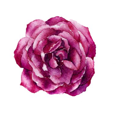 Bahçedeki güzel kırmızı gül beyaz arka planda suluboya el boyasıyla boyanmış. Metinleriniz, dokularınız, sanat eserleriniz, yaratıcı duvar kağıtlarınız ya da cilt ürünleriniz için boş bir yer var