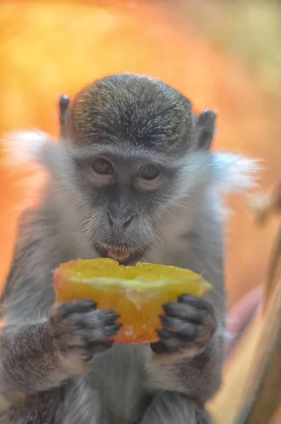 Şirin maymun, hayvanat bahçesinde, dalında oturan bir marmoset. Marmoset bir parça portakal yiyor.
