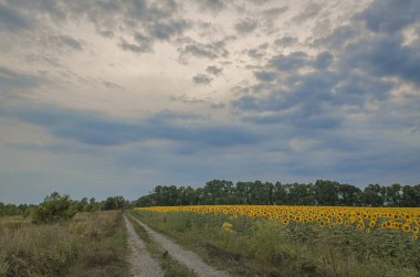 Ayçiçeği tarlasının üstündeki mavi gökyüzünün geniş açılı fotoğrafçılığı.