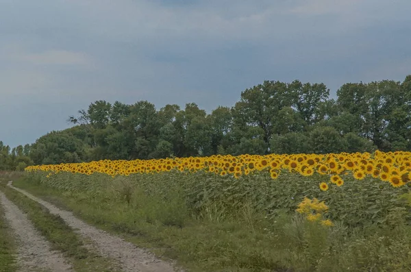 Path along a field with sunflowers and a green grass. A summer picture.