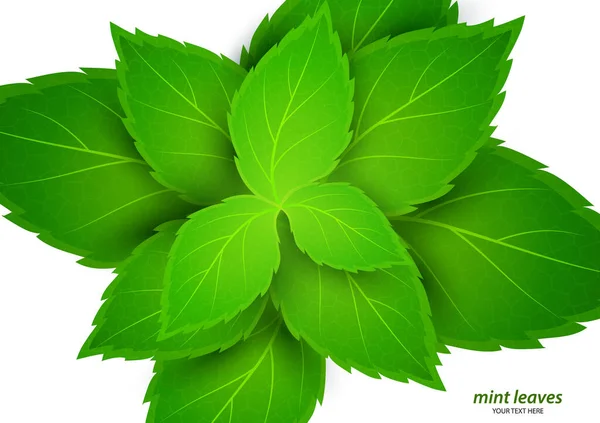 Menta Fresca Sobre Fondo Blanco Mentol Aroma Saludable Planta Natural — Vector de stock