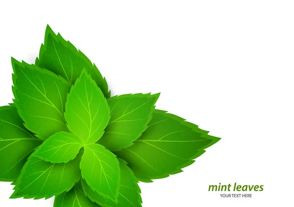 Menta Fresca Sobre Fondo Blanco Mentol Aroma Saludable Planta Natural — Vector de stock