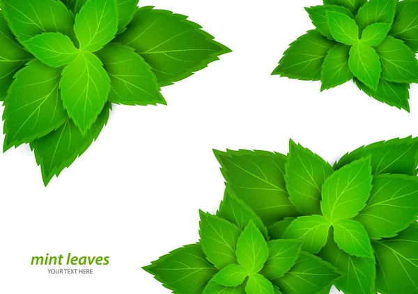 Свежая Мята Белом Фоне Ментол Здоровый Запах Травяные Растения Зеленые — стоковый вектор