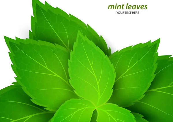 Menta Fresca Sobre Fondo Blanco Mentol Aroma Saludable Planta Natural — Vector de stock