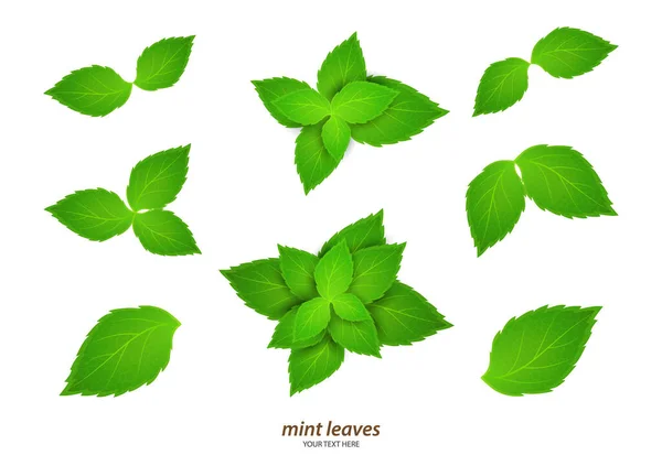 Fresh Mint White Background Menthol Healthy Scent Herbal Natural Plant — Stock Vector