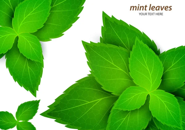 Menta Fresca Sobre Fondo Blanco Mentol Aroma Saludable Planta Natural — Vector de stock