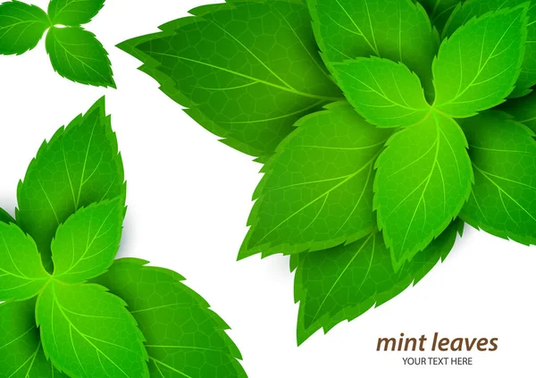 Menta Fresca Sobre Fondo Blanco Mentol Aroma Saludable Planta Natural — Vector de stock