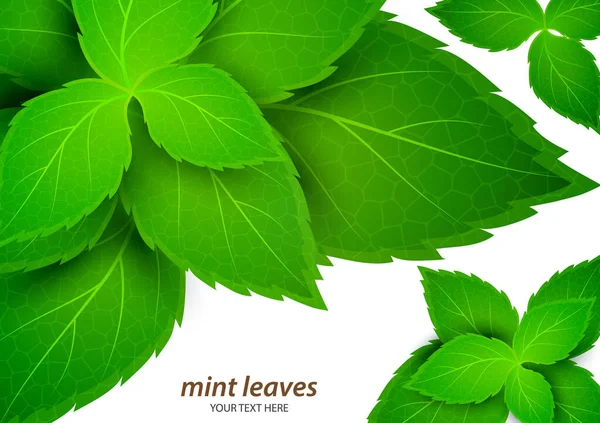 Свежая Мята Белом Фоне Ментол Здоровый Запах Травяные Растения Зеленые — стоковый вектор