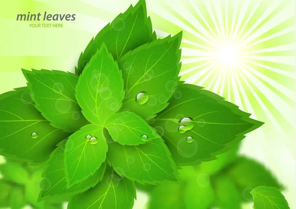 Свежая Мята Ярких Лучах Солнца Ментол Здоровый Запах Травяные Растения — стоковый вектор