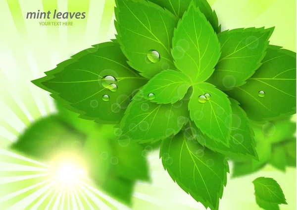 Menthe Fraîche Dans Les Rayons Lumineux Soleil Menthol Est Parfum — Image vectorielle