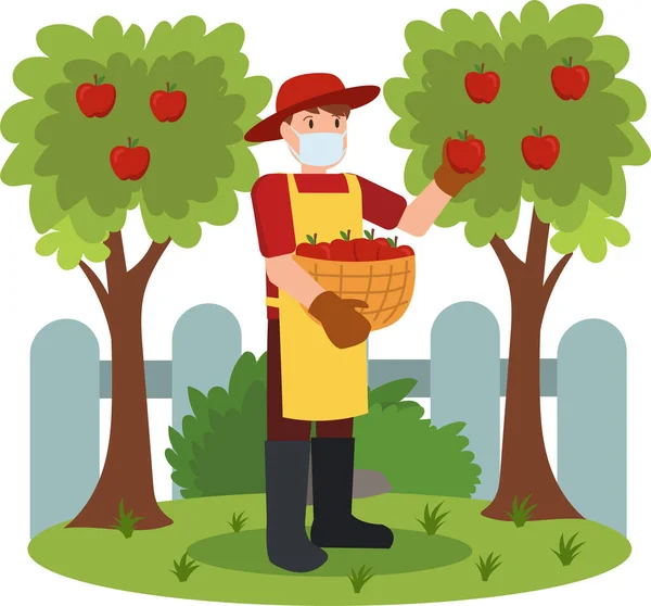 Homme Récolte Des Pommes Dans Son Jardin — Photo