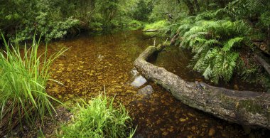 Nehir manzarası. Orman deresi. Bahçe Yolu. Batı Burnu. Güney Afrika.
