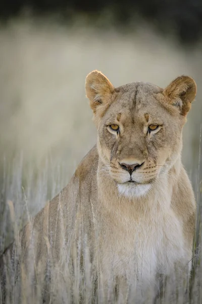 Leão Panthera Leo África Sul — Fotografia de Stock