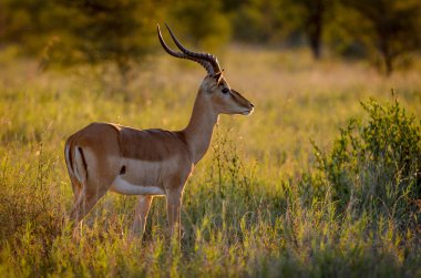 Impala, Aepyceros melampus, sabahın erken saatlerinde. Daha Büyük Kruger Ulusal Parkı. Mpumalanga. Güney Afrika