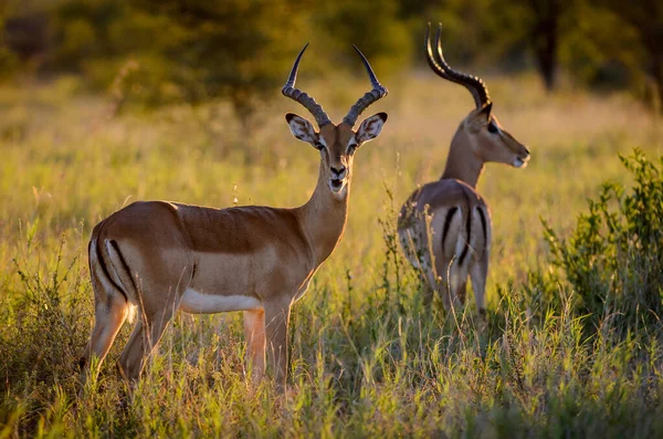 Impala Aepyceros Melampus Gloriosa Luz Mañana Parque Nacional Del Gran — Foto de Stock