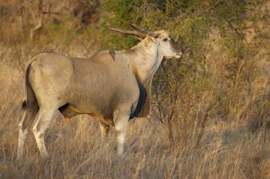 Eland (Taurotragus oryx) ve kırmızı gagalı oxpecker (Buphagus erythrorhynchus). Kuzey Batı Eyaleti. Güney Afrika
