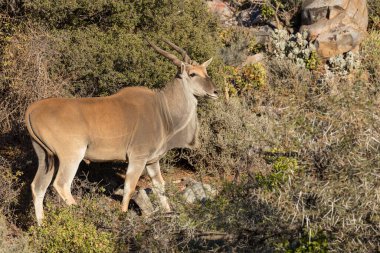 Tipik karoo bitkilerinde Eland (Taurotragus oryx). Karoo, Batı Burnu, Güney Afrika