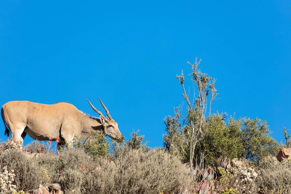 Eland Taurotragus Oryx Τυπική Καρού Βλάστηση Karoo Western Cape Νότια — Φωτογραφία Αρχείου