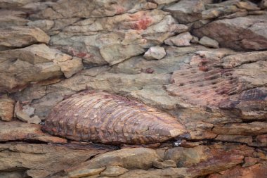 Trilobit fosili. Karoo, Batı Burnu, Güney Afrika