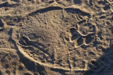 Afrika çalı fili (Loxodonta africana) diğer adıyla Afrika savanası fili veya üzerinde Aslan (panthera leo) olan Afrika fili. Botswana