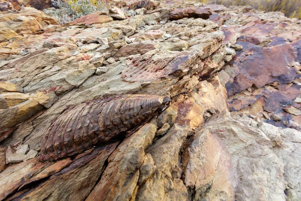 Fóssil Trilobita Karoo Western Cape África Sul — Fotografia de Stock