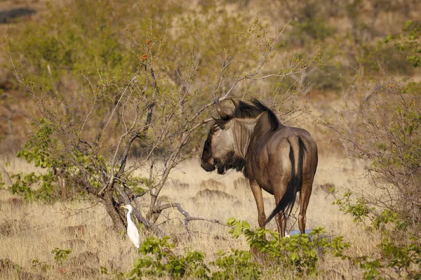 Blue Wildebeest Connochaetes Taurinus Aka Common Wildebeest White Bearded Wildebeest — Stock Photo, Image