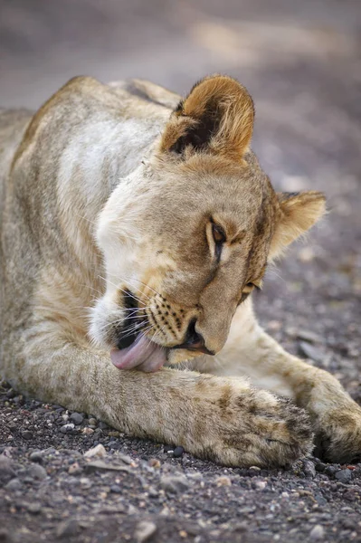 Panthera Leo Ботсвана — стокове фото