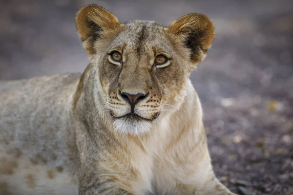 Leão Panthera Leo Botsuana — Fotografia de Stock