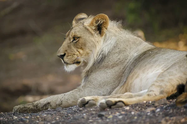 Lev Panthera Leo Botswana — Stock fotografie