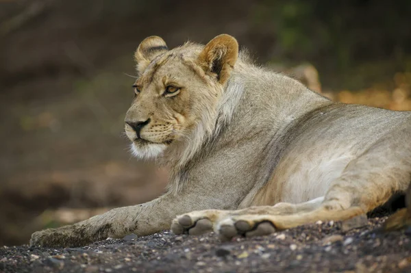 Lew Panthera Leo Botswana — Zdjęcie stockowe