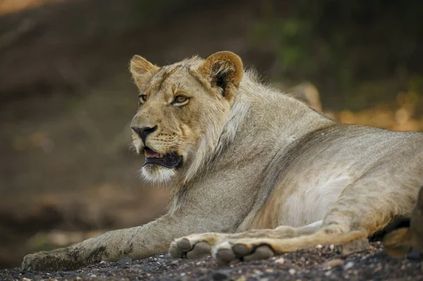 Lew Panthera Leo Botswana — Zdjęcie stockowe