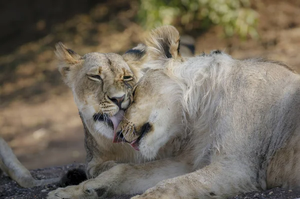 Λιοντάρι Panthera Leo Προετοιμάζει Ένας Τον Άλλον Μποτσουάνα — Φωτογραφία Αρχείου