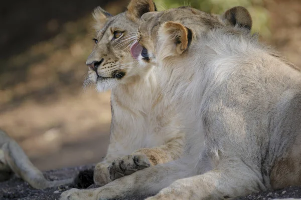 Leão Panthera Leo Arrumando Botsuana — Fotografia de Stock