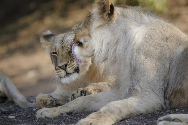 Leão Panthera Leo Arrumando Botsuana — Fotografia de Stock